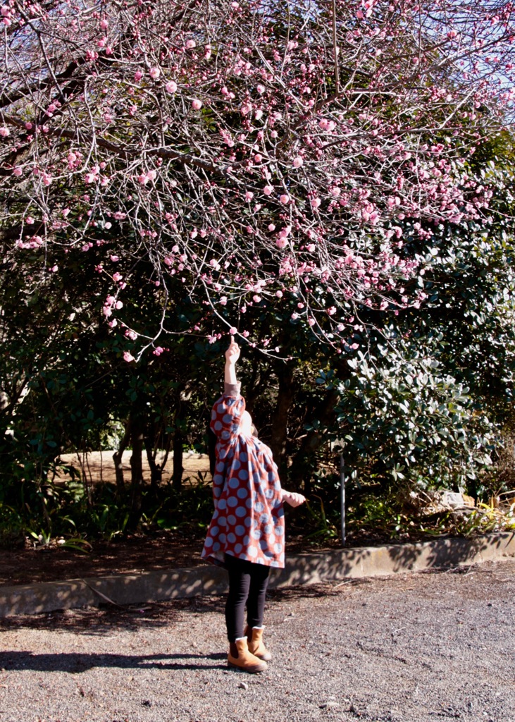 初梅撮り　その１