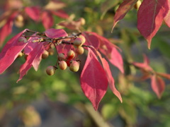 我が家の紅葉