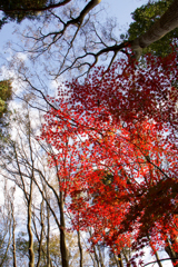 晩秋の空に向かって