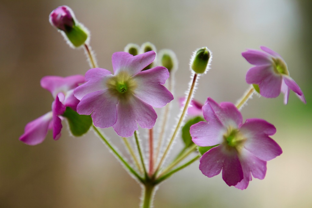 高倍率ズーム　習作　その２