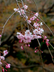 八重の桜　その３