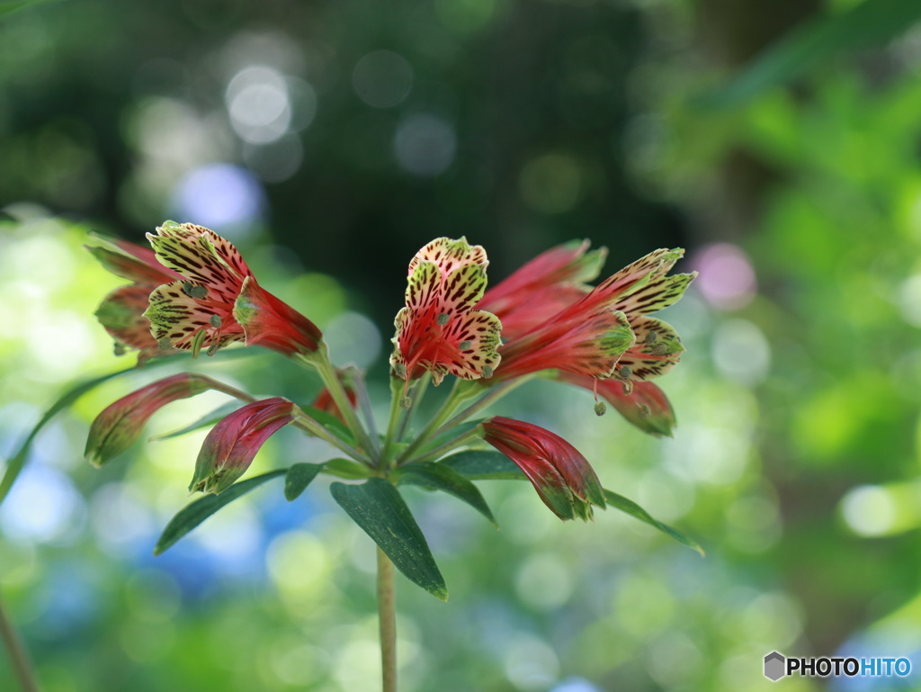 紫陽花の間で
