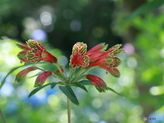 紫陽花の間で