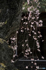 樹齢３３０年　No.2