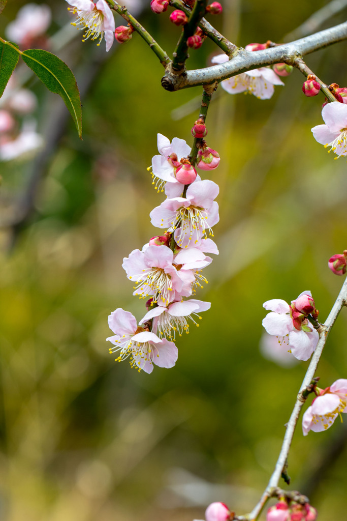 ついに我が家でも　その１