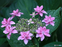 センターは私　その２