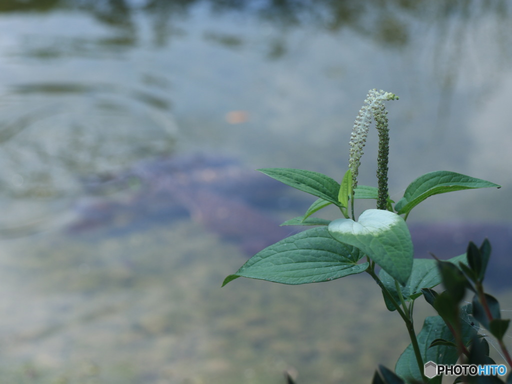 ７月２日