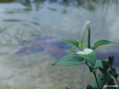 ７月２日
