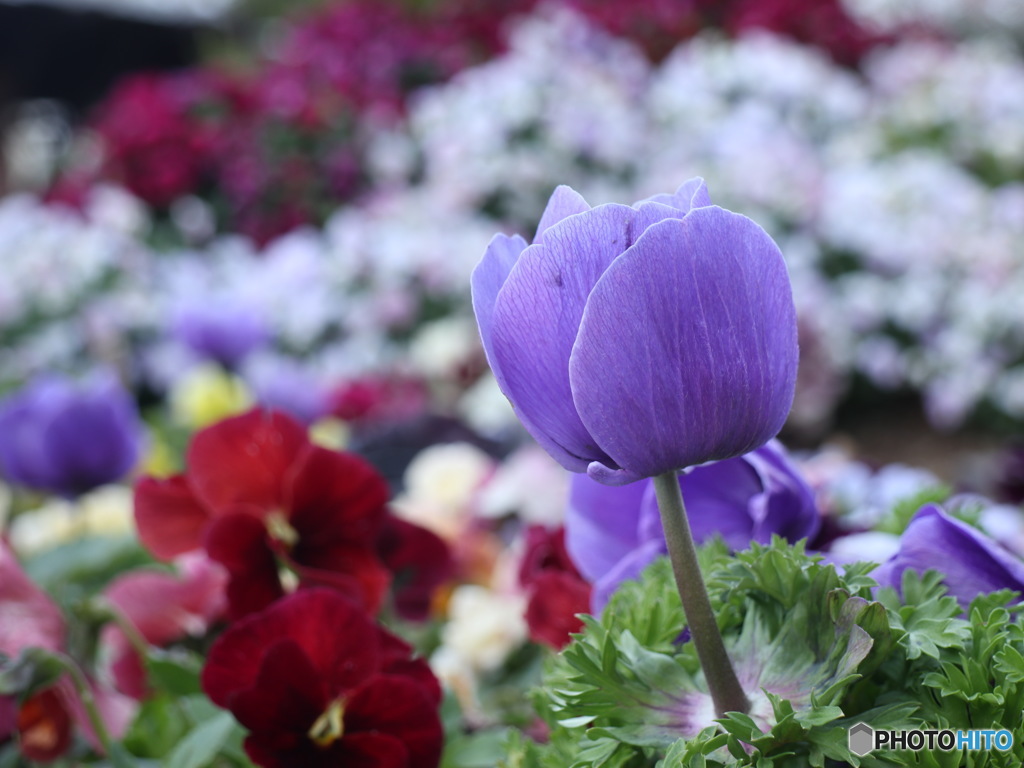 Windflower その２