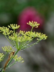 久しぶりの雨　その４