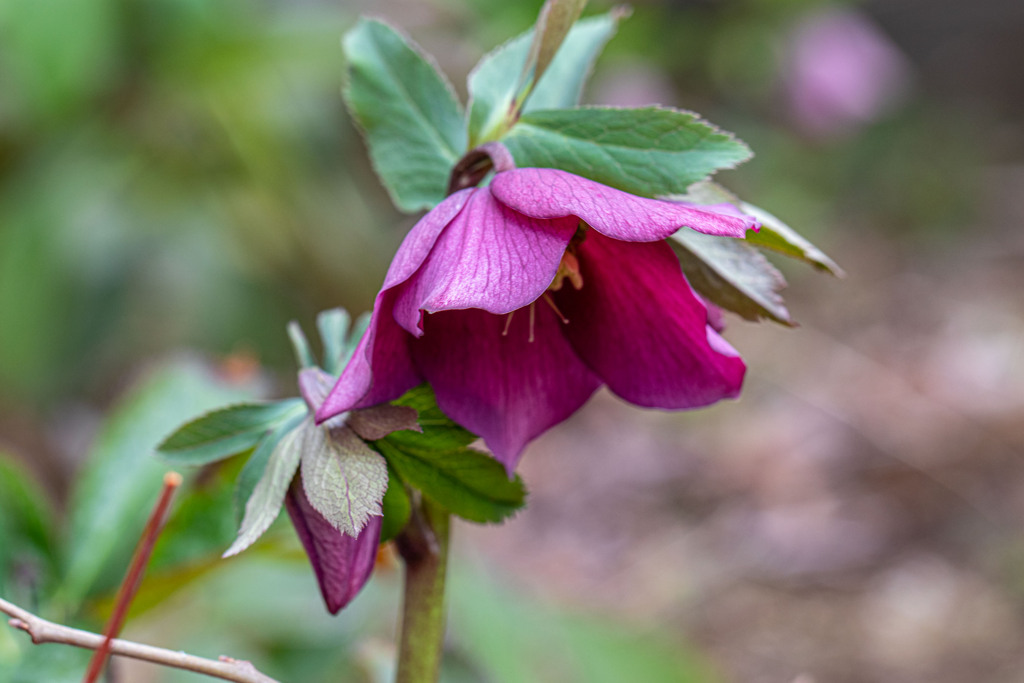 春の庭を飾る　その３