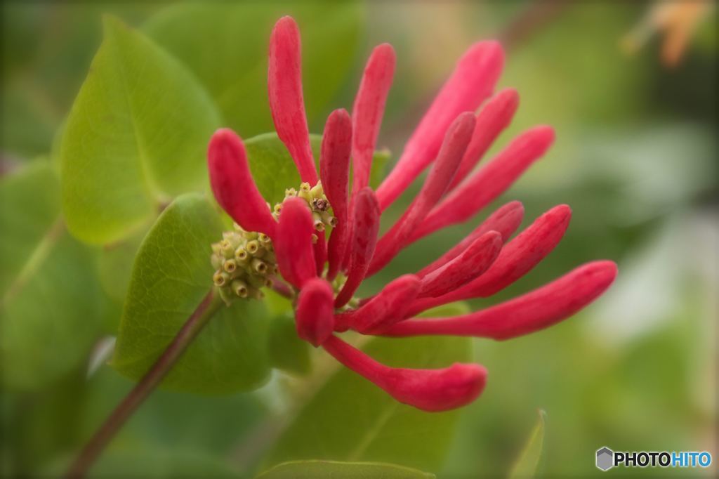 突抜忍冬　その１