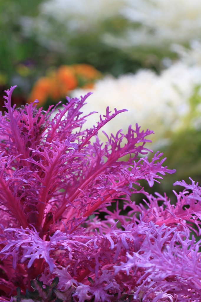 ornamental cabbage