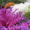 ornamental cabbage