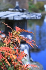 紅葉＆花