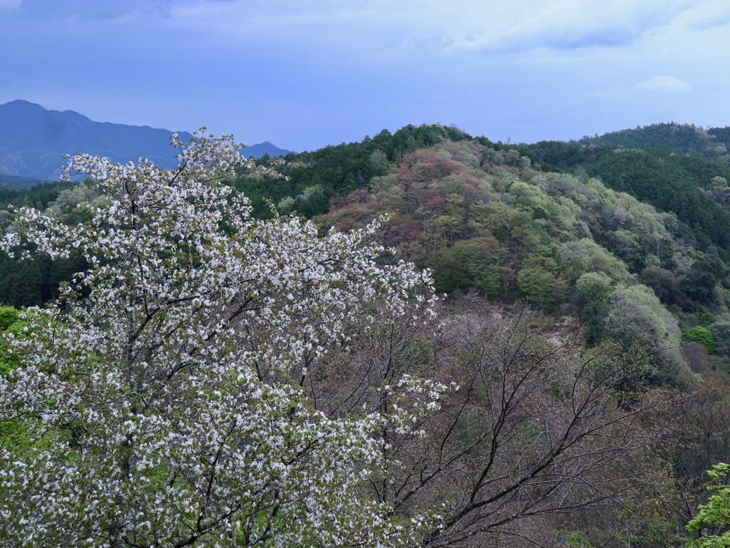 吉野１本桜？