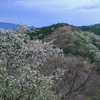 吉野１本桜？