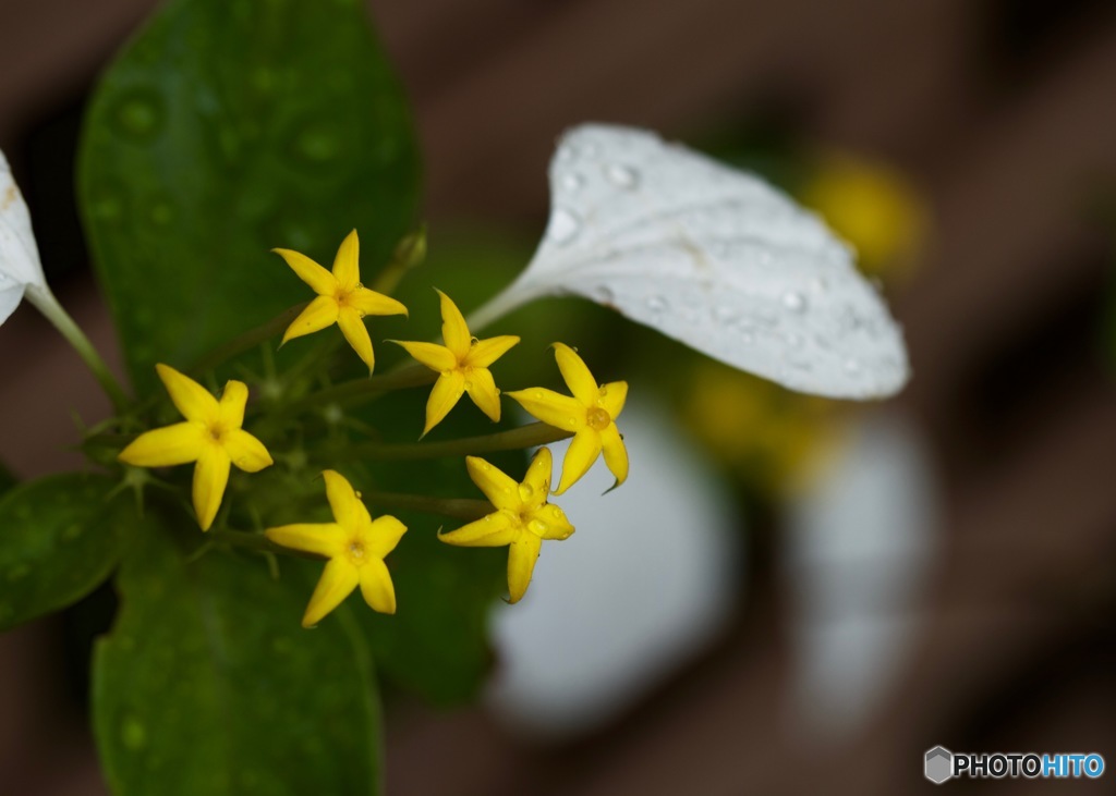 ハンカチの花