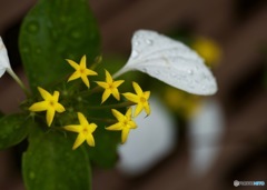 ハンカチの花