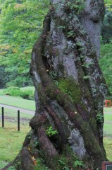 御用邸　枝垂れ桜