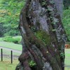 御用邸　枝垂れ桜