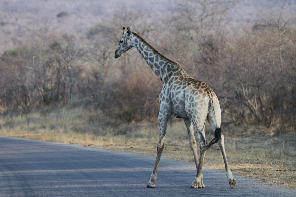 Giraffe X-ing