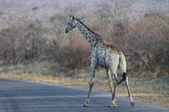 Giraffe X-ing