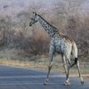 Giraffe X-ing