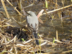 野鳥を狙う　その２