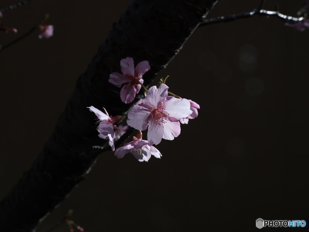 河津桜　その１