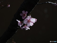 河津桜　その１