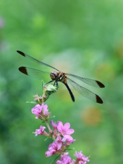 花にも止まる