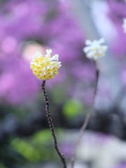 桜だけじゃないよ　その１