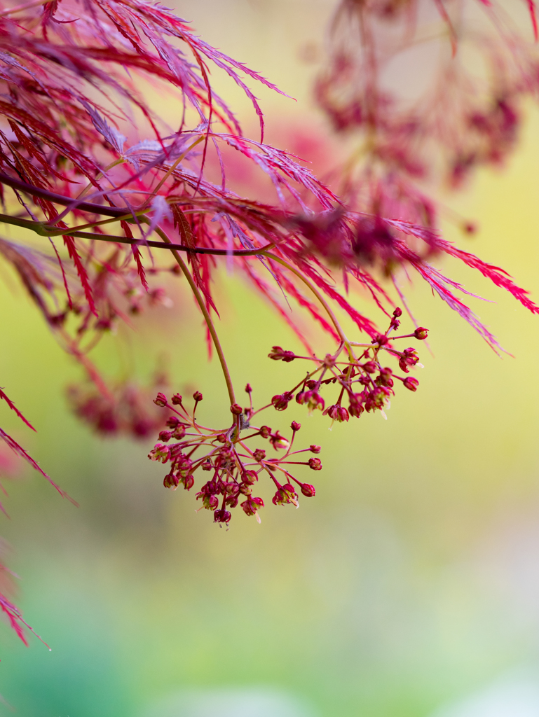 開花は進む　その２