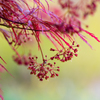 開花は進む　その２