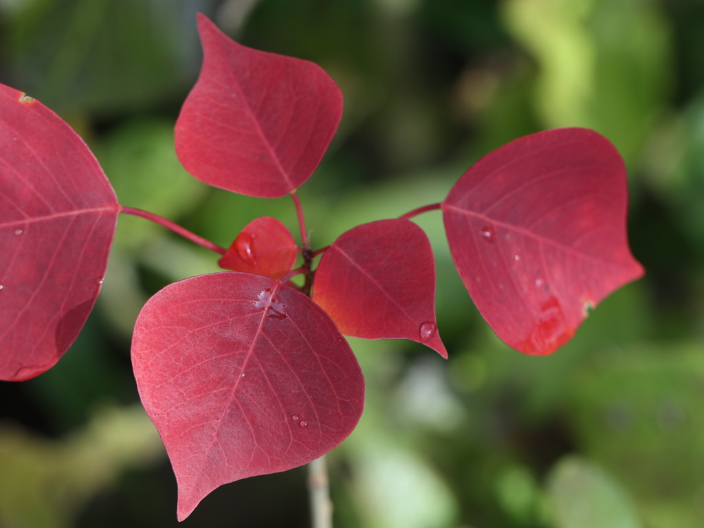 我が家で紅葉狩り　その３