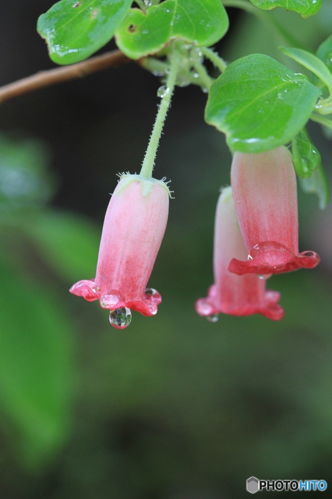 雨上がりの瓔珞　その１