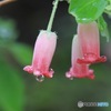 雨上がりの瓔珞　その１