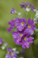風雨に打たれても