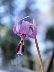 桜咲く頃