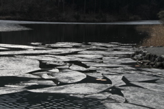 田貫湖の氷ゆるむ（２）