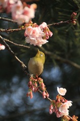 寒桜にメジロ　その２