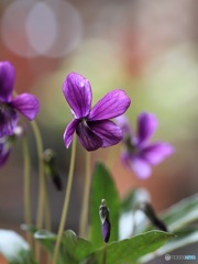 ♪スミレの花咲く頃