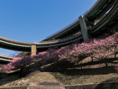 河津七滝ループ橋　その１