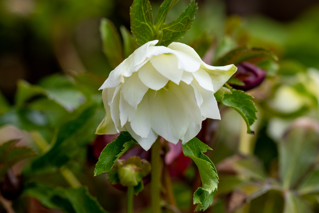 春の庭を飾る　その１