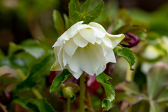 春の庭を飾る　その１