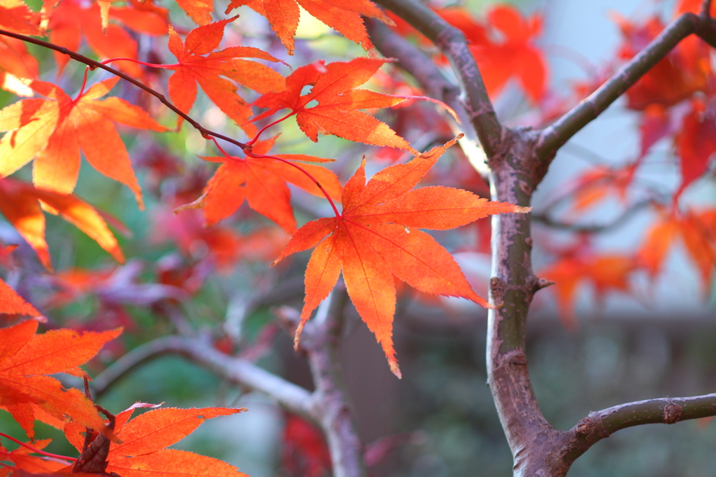 庭の紅葉　カエデ
