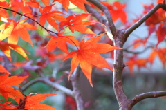 庭の紅葉　カエデ