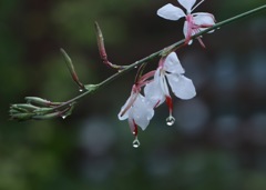 恵みの雨