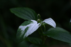 半夏生・半化粧